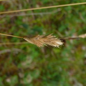 Photographie n°2530577 du taxon Sesleria caerulea subsp. caerulea