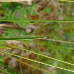  - Sesleria caerulea subsp. caerulea