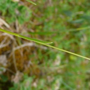 Photographie n°2530579 du taxon Sesleria caerulea subsp. caerulea