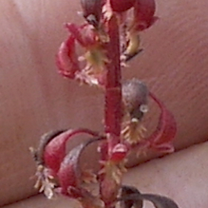 Photographie n°2530598 du taxon Rumex bucephalophorus L. [1753]