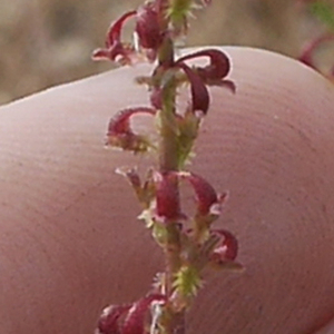 Photographie n°2530599 du taxon Rumex bucephalophorus L. [1753]