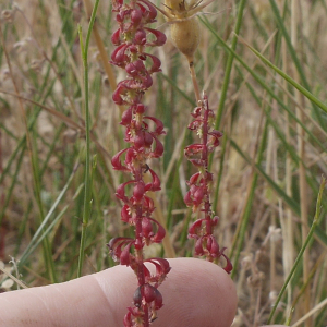 Photographie n°2530600 du taxon Rumex bucephalophorus L. [1753]