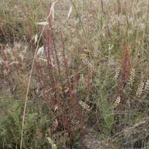 Photographie n°2530601 du taxon Rumex bucephalophorus L. [1753]