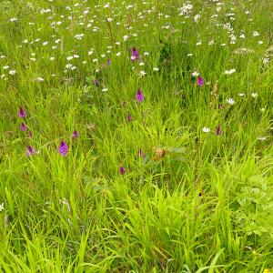 Photographie n°2530674 du taxon Anacamptis pyramidalis (L.) Rich. [1817]