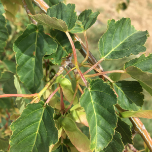 Photographie n°2530693 du taxon Acer davidii Franch. [1885]