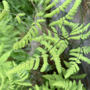 Photographie n°2530695 du taxon Gymnocarpium dryopteris (L.) Newman [1851]