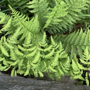 Photographie n°2530696 du taxon Gymnocarpium dryopteris (L.) Newman [1851]