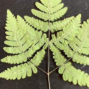 Photographie n°2530702 du taxon Gymnocarpium dryopteris (L.) Newman [1851]