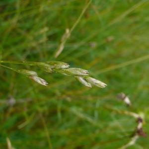 Photographie n°2530795 du taxon Danthonia decumbens subsp. decumbens