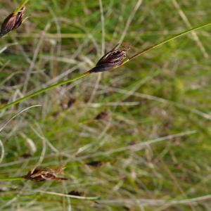 Photographie n°2530841 du taxon Schoenus nigricans L. [1753]