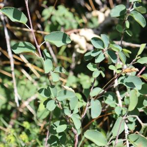 Photographie n°2530851 du taxon Amelanchier ovalis Medik. [1793]