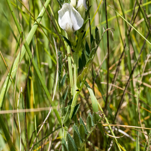 Photographie n°2530969 du taxon Vicia L.