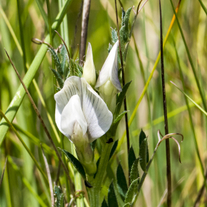 Photographie n°2530970 du taxon Vicia L.