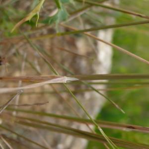 Photographie n°2530976 du taxon Helictochloa bromoides subsp. bromoides