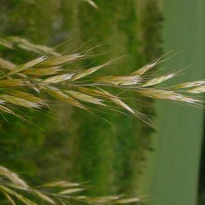 Photographie n°2530977 du taxon Helictochloa bromoides subsp. bromoides