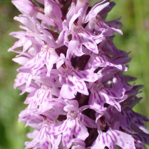 Photographie n°2530983 du taxon Dactylorhiza fuchsii (Druce) Soó