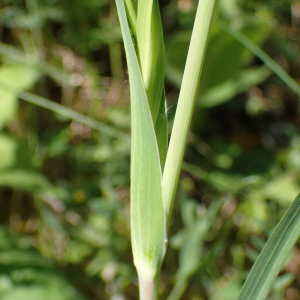 Photographie n°2530994 du taxon Tragopogon pratensis L.