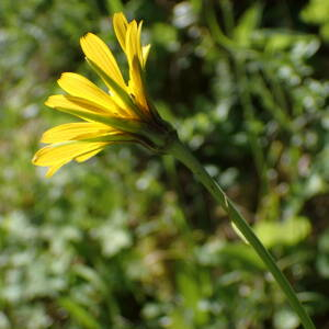 Photographie n°2530995 du taxon Tragopogon pratensis L.