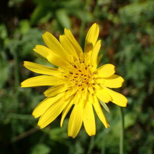 Photographie n°2530996 du taxon Tragopogon pratensis L.