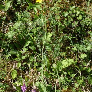 Photographie n°2530997 du taxon Tragopogon pratensis L.