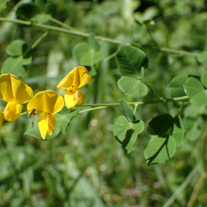 Photographie n°2531004 du taxon Cytisophyllum sessilifolium (L.) O.Lang