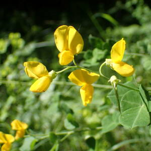 Photographie n°2531005 du taxon Cytisophyllum sessilifolium (L.) O.Lang