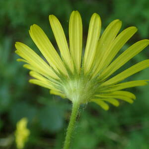 Photographie n°2531009 du taxon Doronicum pardalianches L.