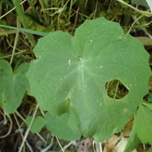 Photographie n°2531011 du taxon Doronicum pardalianches L.