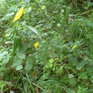 Photographie n°2531012 du taxon Doronicum pardalianches L.