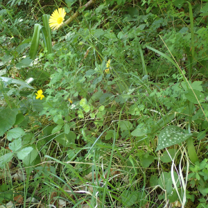 Photographie n°2531014 du taxon Doronicum pardalianches L.