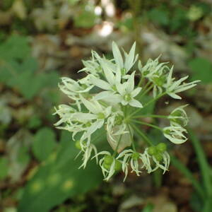 Photographie n°2531015 du taxon Allium ursinum L.