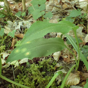 Photographie n°2531017 du taxon Allium ursinum L.