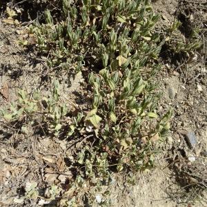 Photographie n°2531026 du taxon Cistus albidus L. [1753]