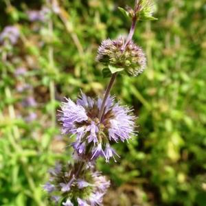 Photographie n°2531032 du taxon Mentha pulegium L.