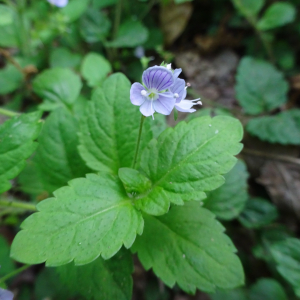 Photographie n°2531072 du taxon Veronica montana L.