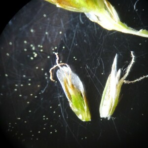 Photographie n°2531080 du taxon Carex paniculata L.