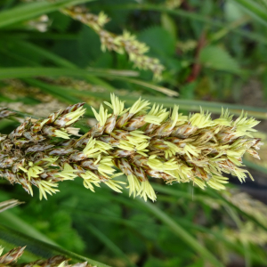 Photographie n°2531082 du taxon Carex paniculata L.