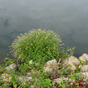 Photographie n°2531083 du taxon Carex paniculata L.