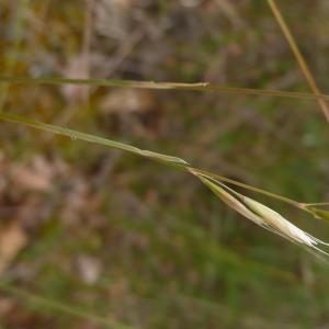  - Helictochloa bromoides subsp. bromoides