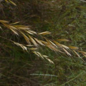 Photographie n°2531094 du taxon Helictochloa bromoides subsp. bromoides