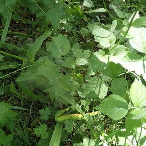 Photographie n°2531108 du taxon Phyteuma spicatum L.