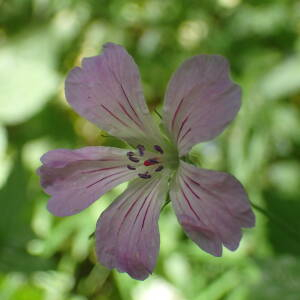 Photographie n°2531110 du taxon Geranium nodosum L.