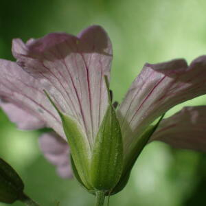 Photographie n°2531111 du taxon Geranium nodosum L.