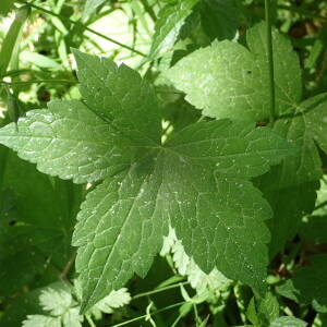 Photographie n°2531113 du taxon Geranium nodosum L.