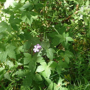 Photographie n°2531114 du taxon Geranium nodosum L.