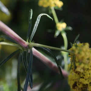 Photographie n°2531118 du taxon Galium verum L. [1753]