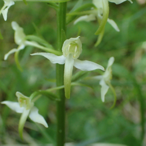 Photographie n°2531120 du taxon Platanthera bifolia (L.) Rich.