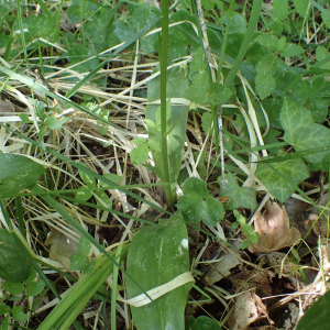 Photographie n°2531123 du taxon Platanthera bifolia (L.) Rich.