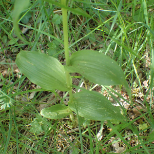 Photographie n°2531125 du taxon Cephalanthera damasonium (Mill.) Druce