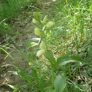 Photographie n°2531126 du taxon Cephalanthera damasonium (Mill.) Druce